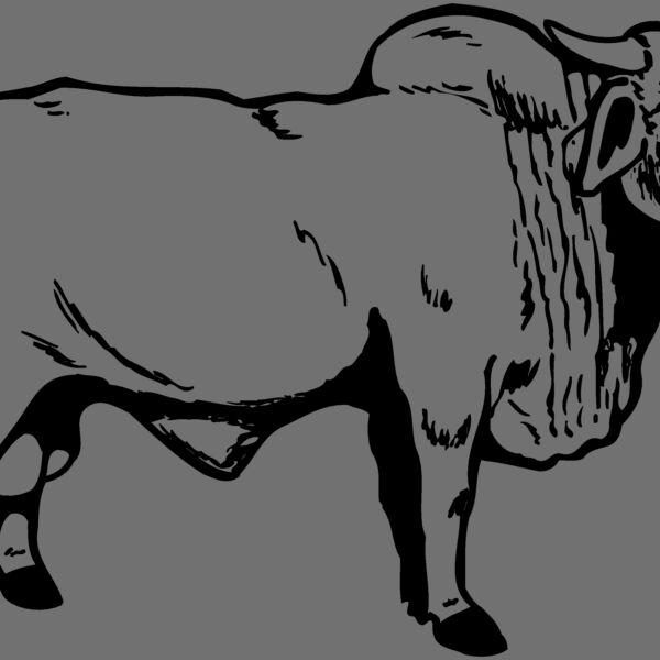 COW015 Thumbnail