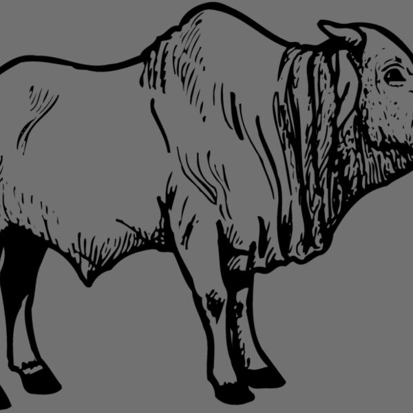COW021 Thumbnail