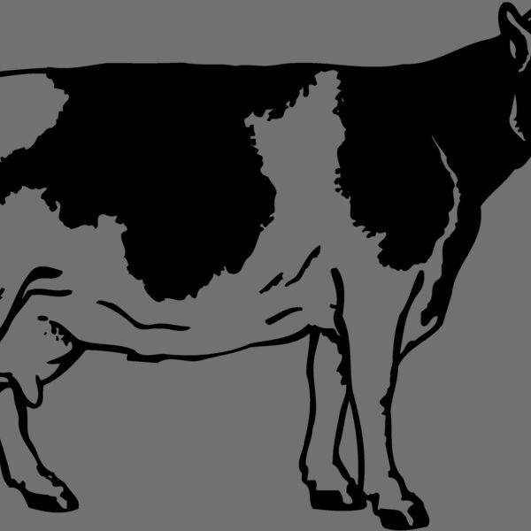 COW024 Thumbnail