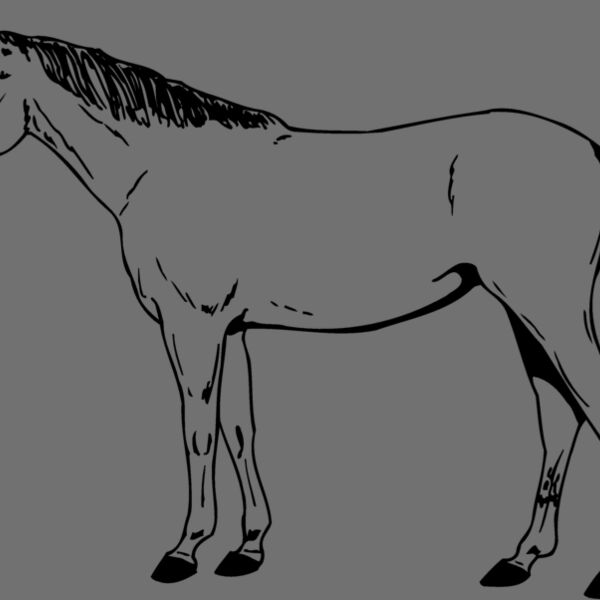 HORSE024 Thumbnail