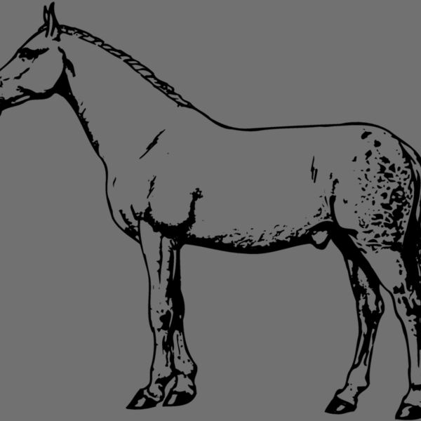 HORSE034 Thumbnail