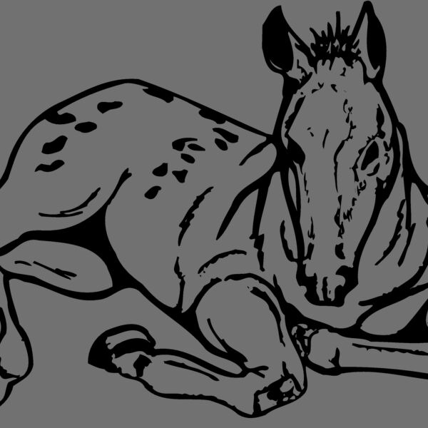 HORSE042 Thumbnail