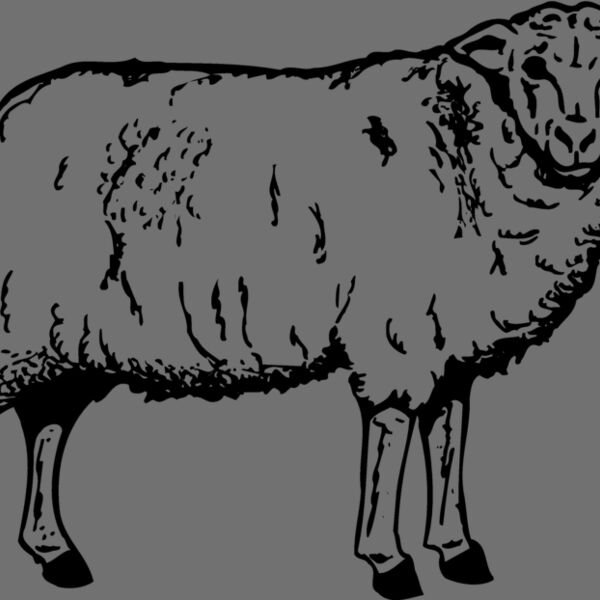 SHEEP002 Thumbnail