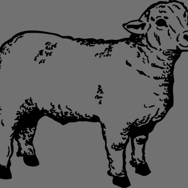 SHEEP006 Thumbnail