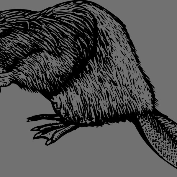 BEAVER01 Thumbnail