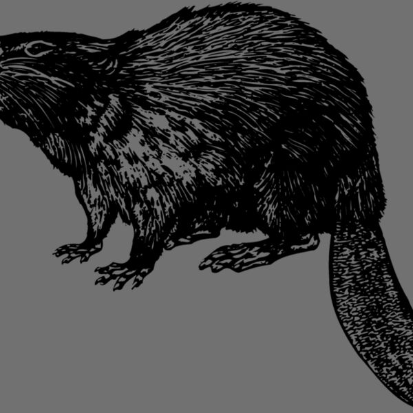 BEAVER02 Thumbnail