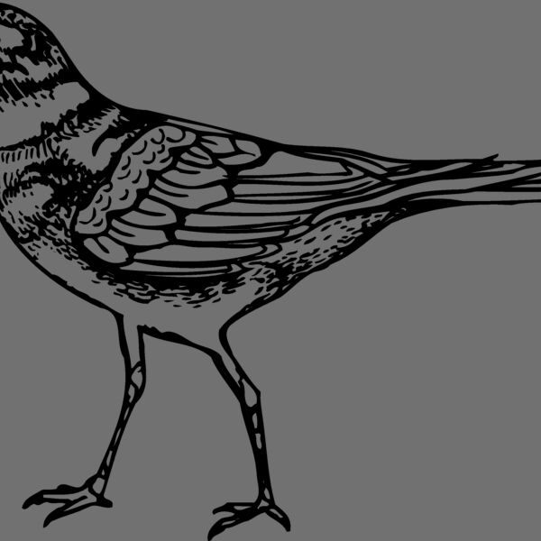 BIRD007 Thumbnail