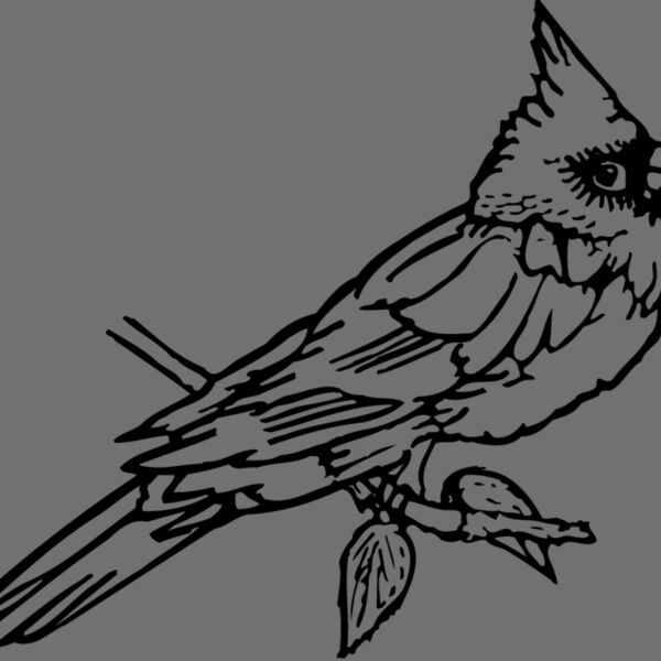 BIRD009 Thumbnail