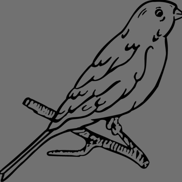 BIRD015 Thumbnail