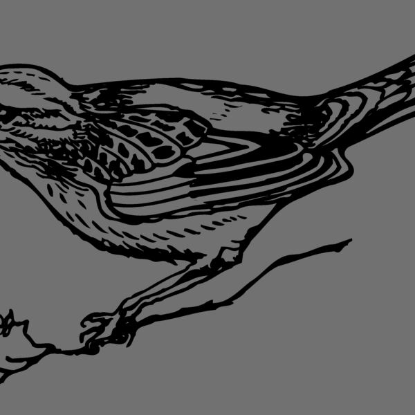 BIRD018 Thumbnail