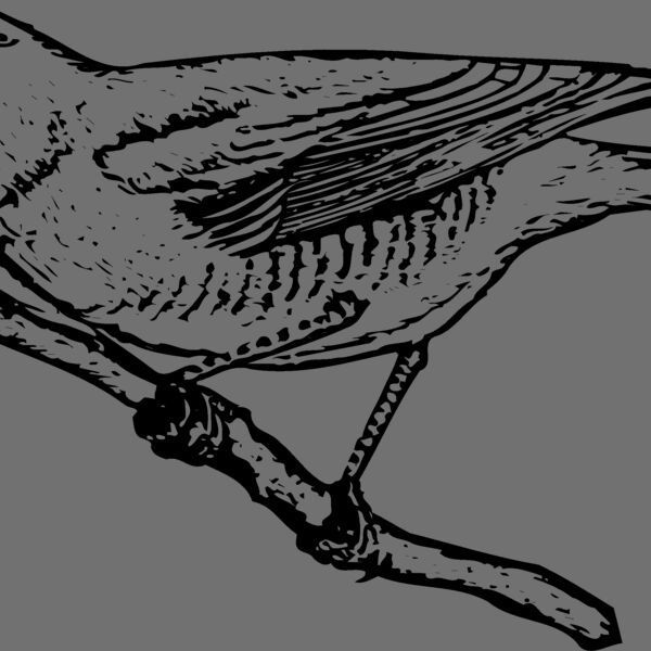 BIRD024 Thumbnail