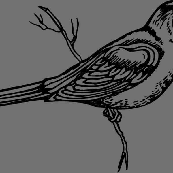 BIRD026 Thumbnail