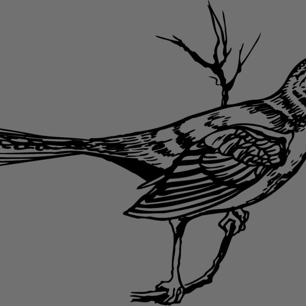 BIRD028 Thumbnail
