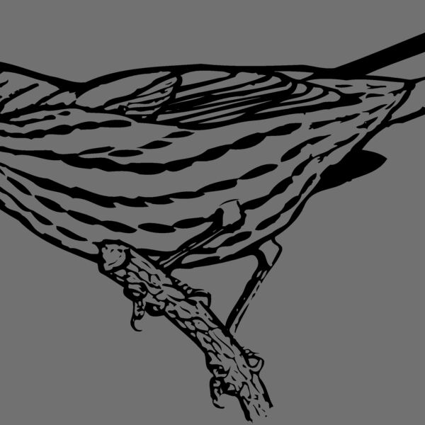 BIRD029 Thumbnail