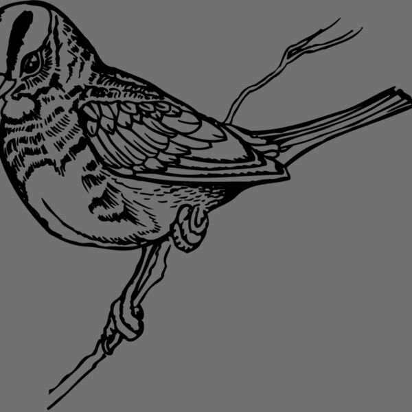 BIRD031 Thumbnail