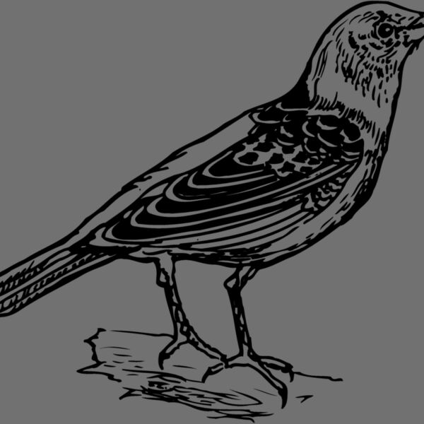 BIRD032 Thumbnail