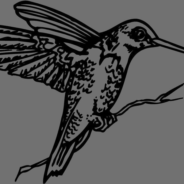 BIRD033 Thumbnail
