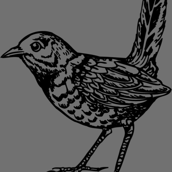 BIRD052 Thumbnail