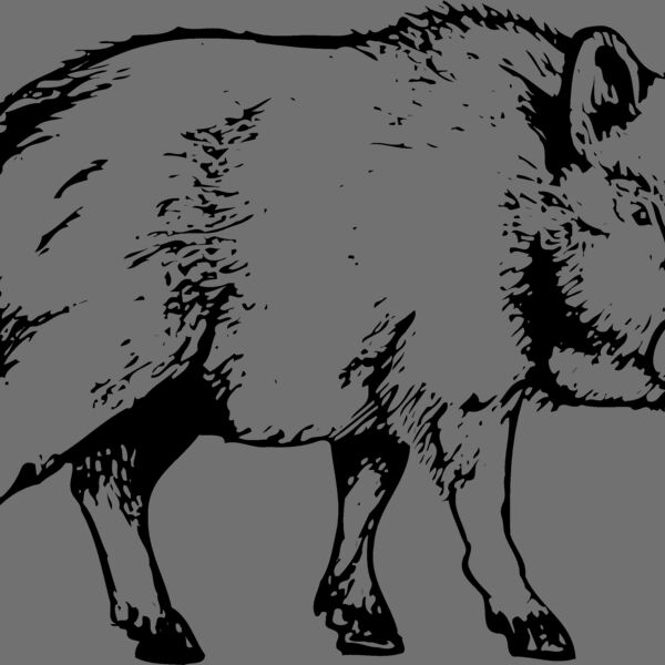 BOAR0003 Thumbnail