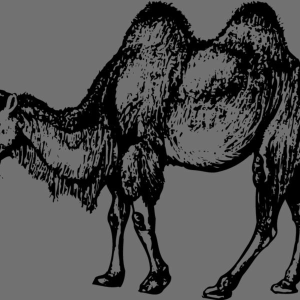 CAMEL002 Thumbnail