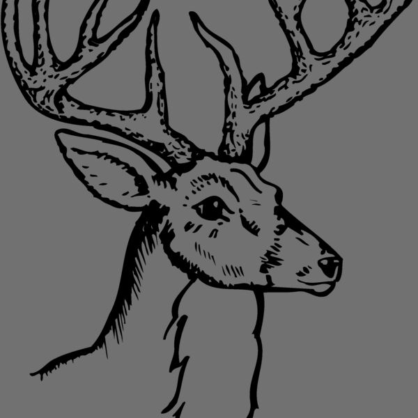 DEER017 Thumbnail