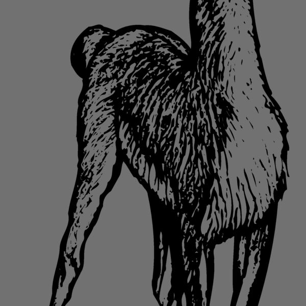 LLAMA001 Thumbnail