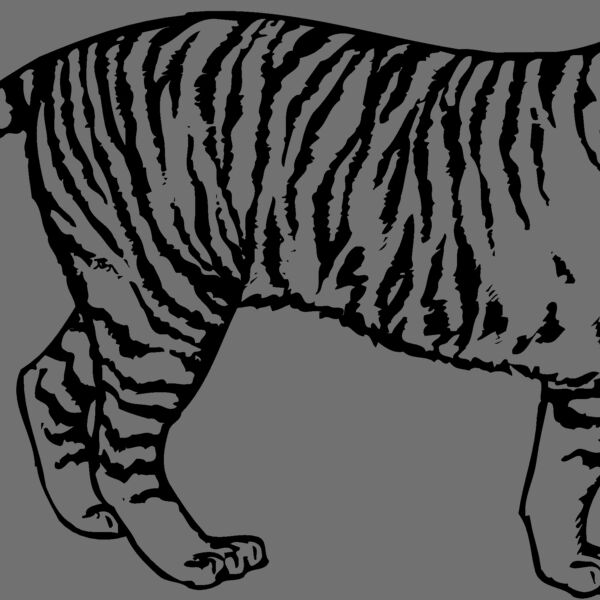 TIGER003 Thumbnail