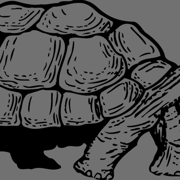 TURTLE01 Thumbnail
