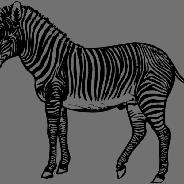 ZEBRA003 Thumbnail